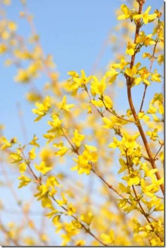 branch-forsythia