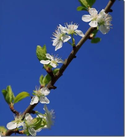 blooming apple tree branch