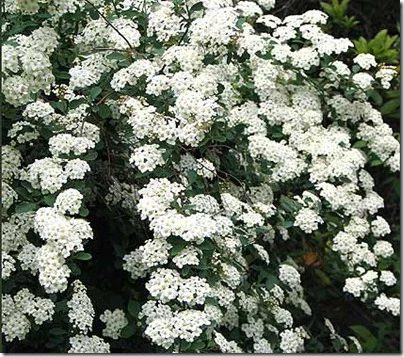 spirea