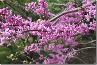 redbud