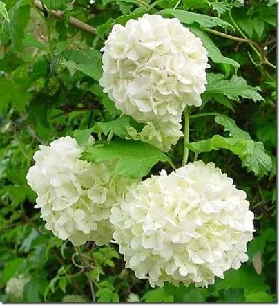 leo-mic-Viburnum-opulus-Roseum-422