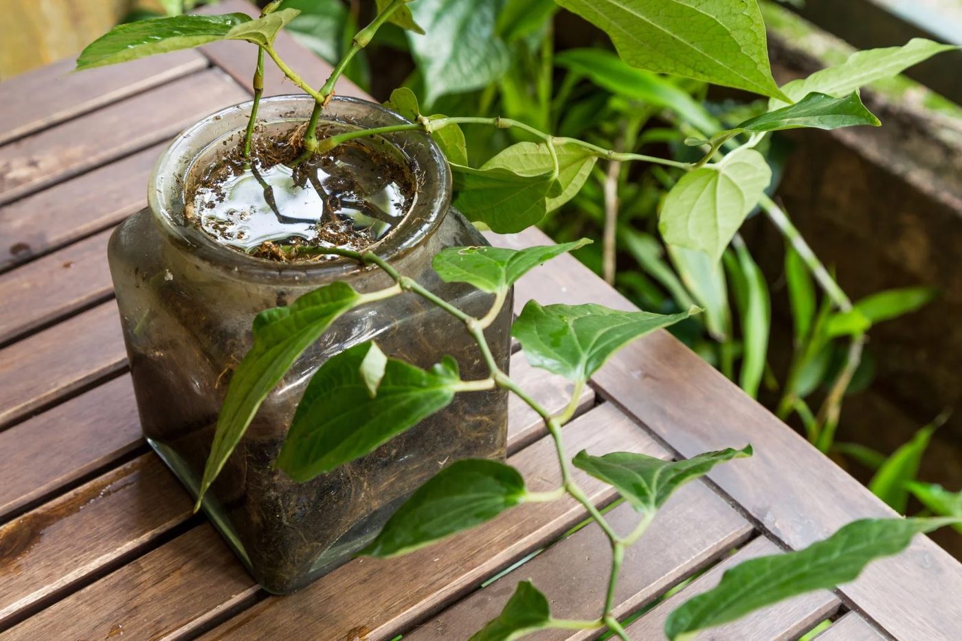 Vase With Standing Water
