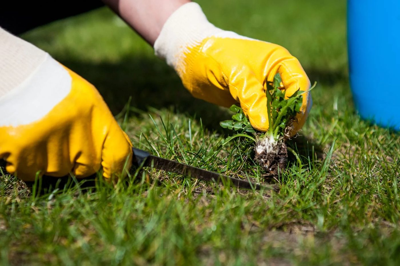 Lawn Weeding