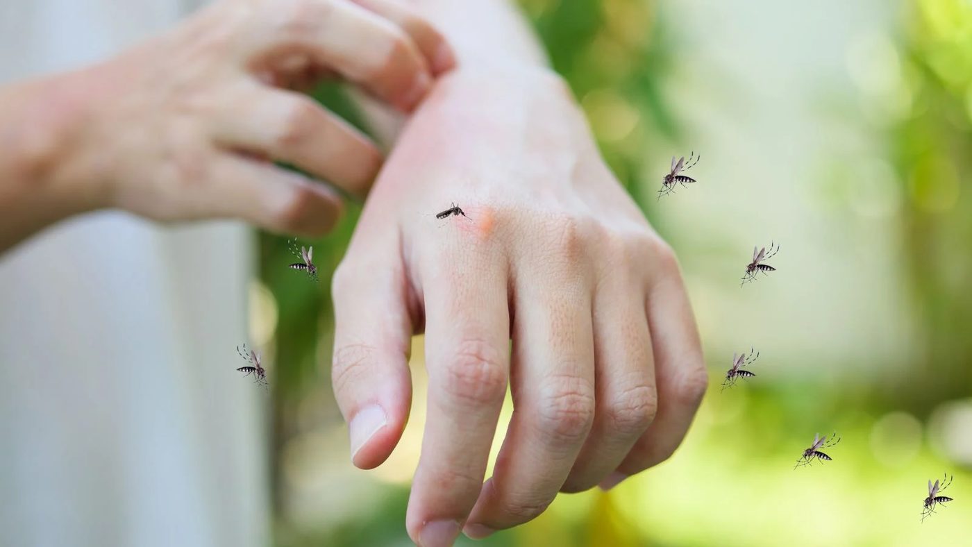 Bye-Bye Mosquitoes: Hacks for a Bite-Free Backyard!