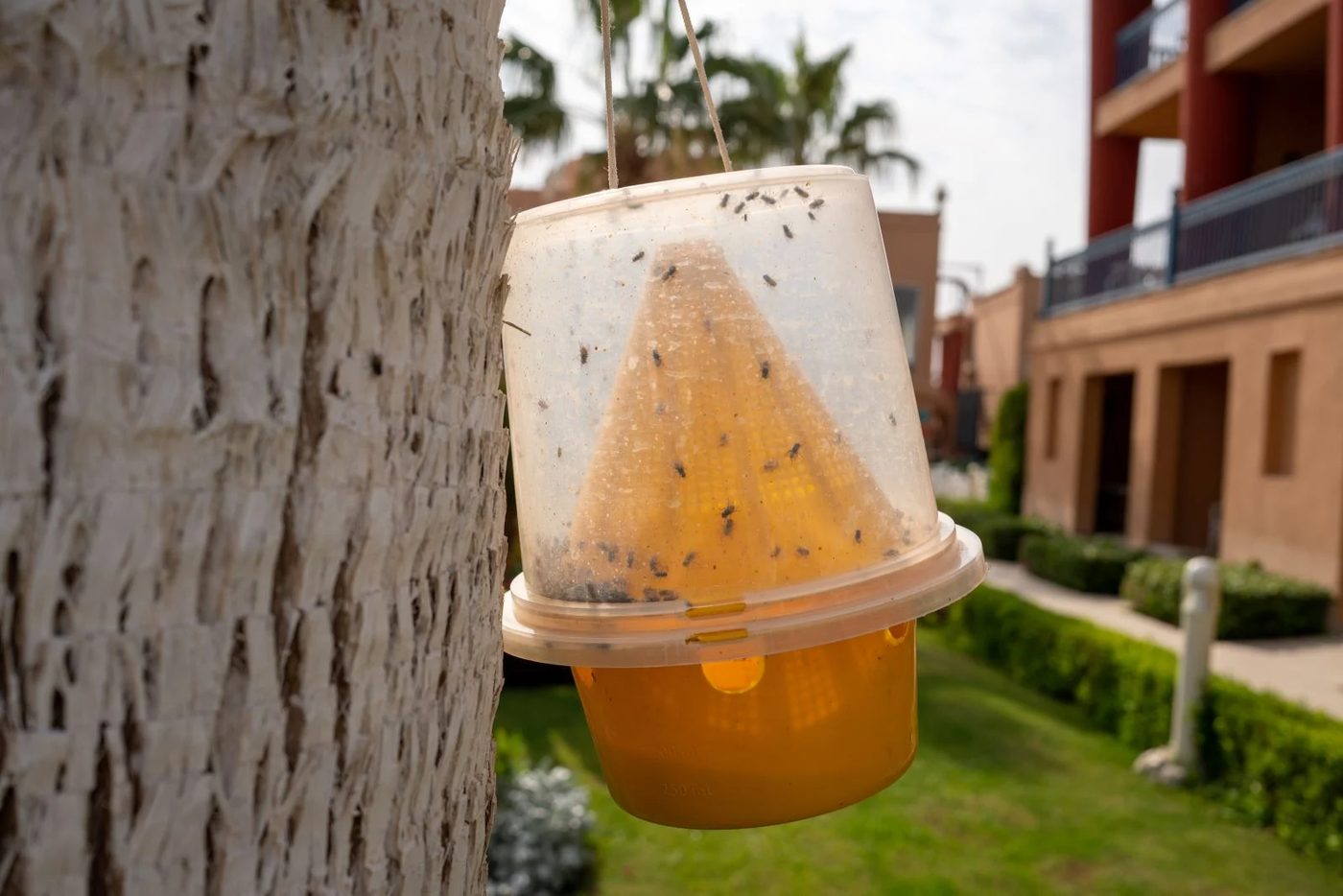 Mosquito Trap