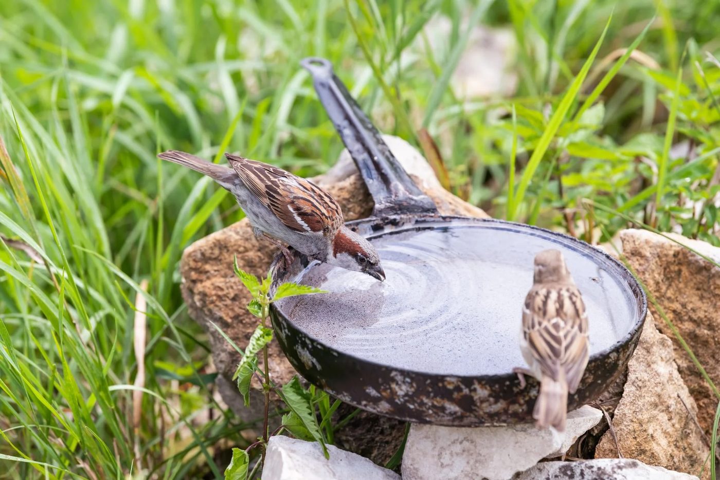 Diy Bird Bath options Use Found Items Like Old Pots