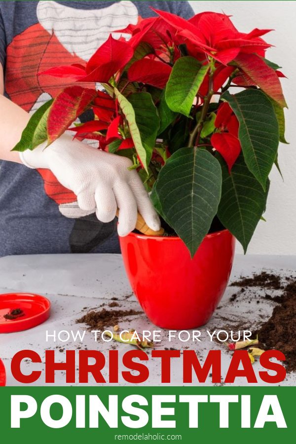 How To Care For A Poinsettia Christmas Potted Plant, Bekob