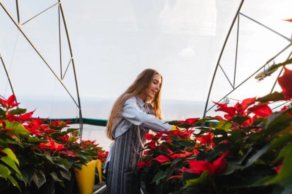Poinsettia Garden Photo Credit: Shutterstock.