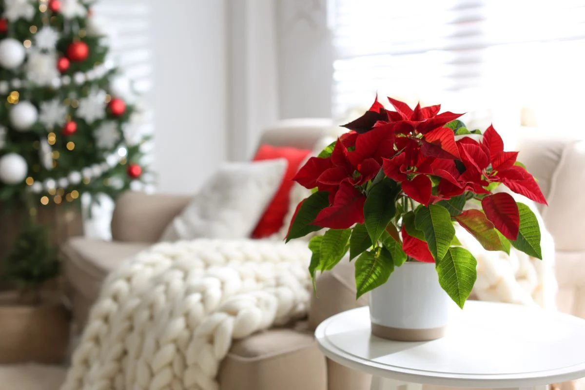 Poinsettia Sunlight Photo Credit: Shutterstock.