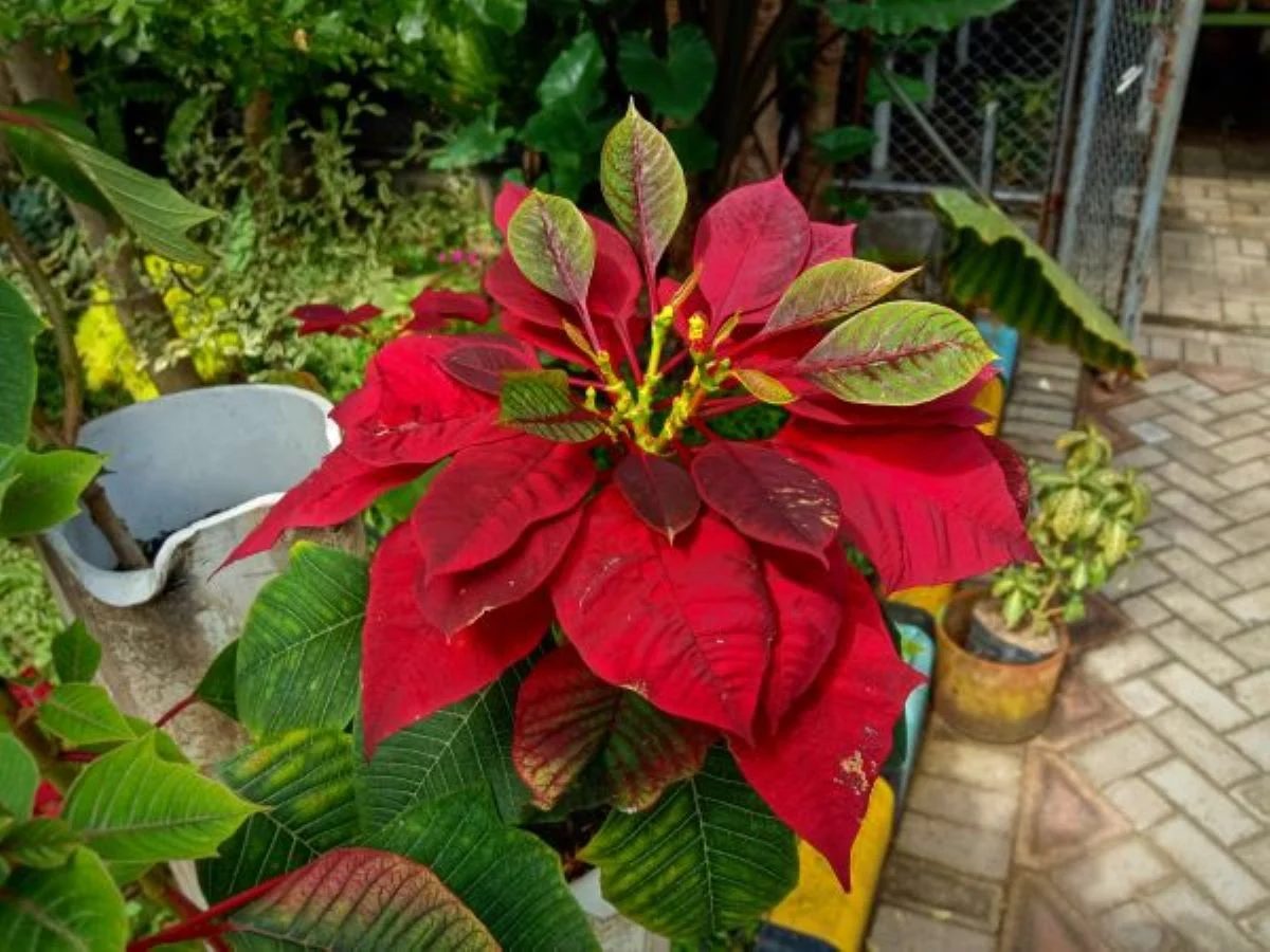 striking Poinsettia Photo Credit: Shutterstock.
