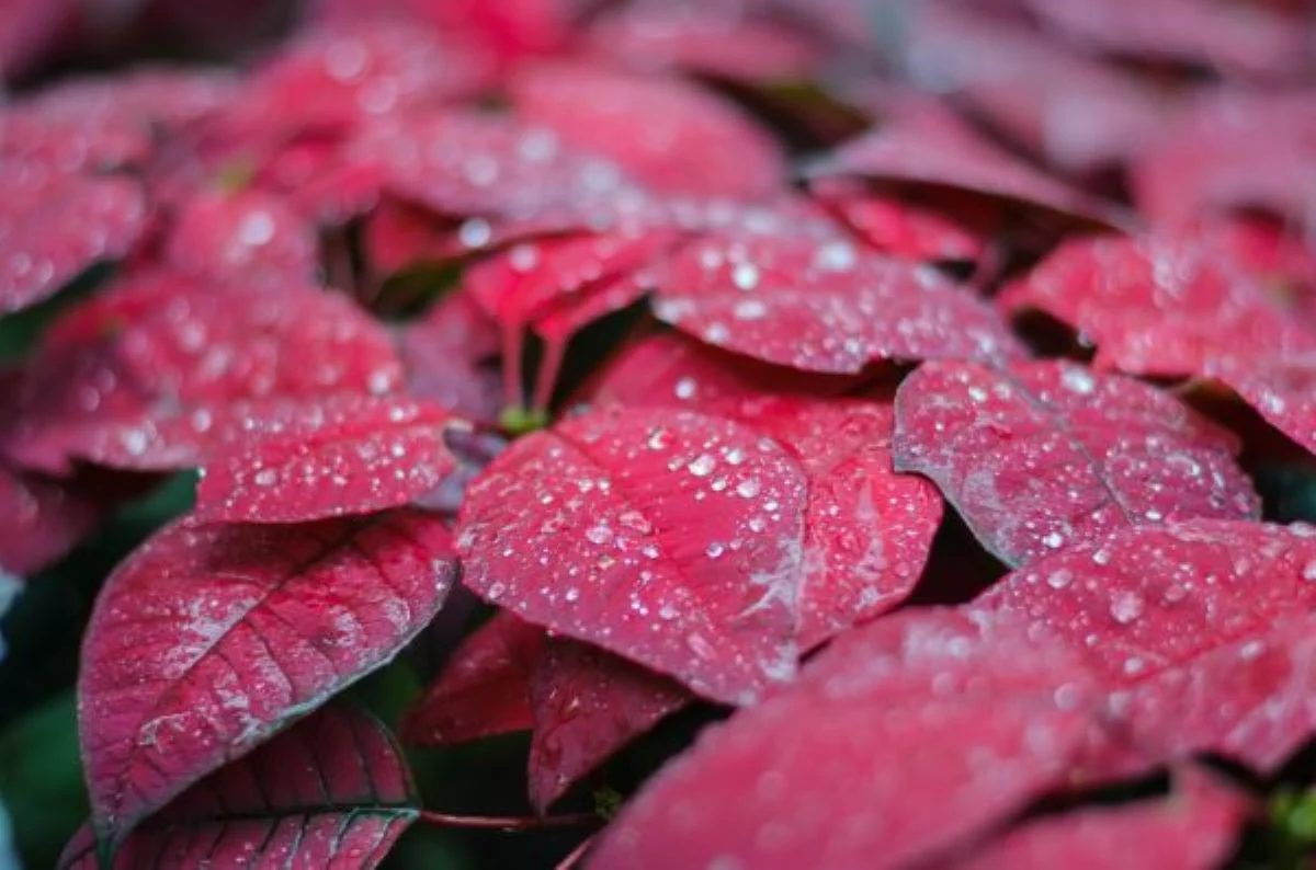 Poinsettia After Christmas Photo Credit: Shutterstock.
