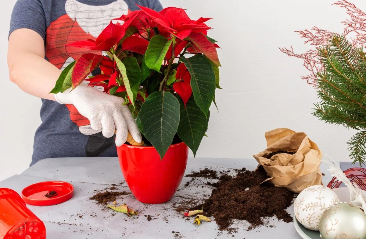 Poinsettia Fertilization Photo Credit: Shutterstock.