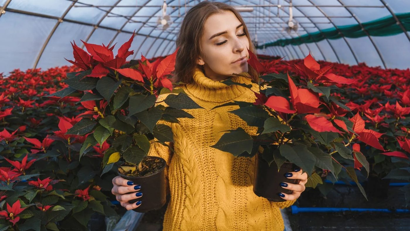 Make the Holidays Bloom: How to Take Care of Poinsettia Plants​