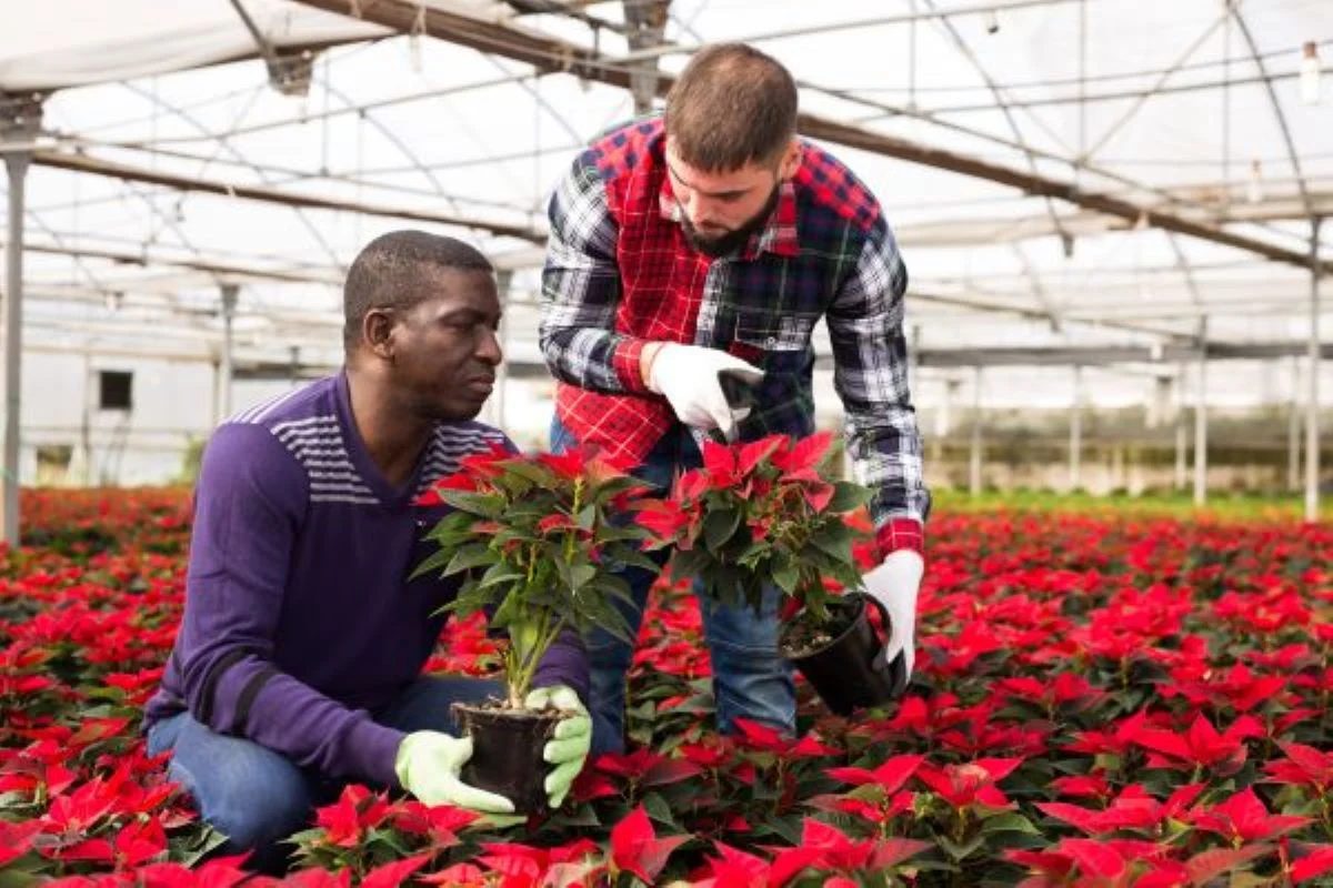 Two Men Caring Poinsettia Photo Credit: Shutterstock.