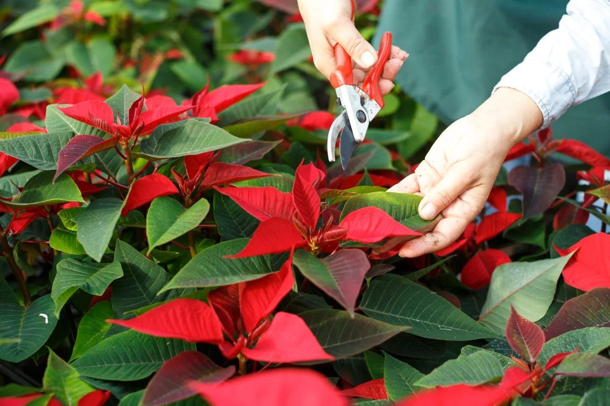 Poinsettia Pruning Photo Credit: Shutterstock.