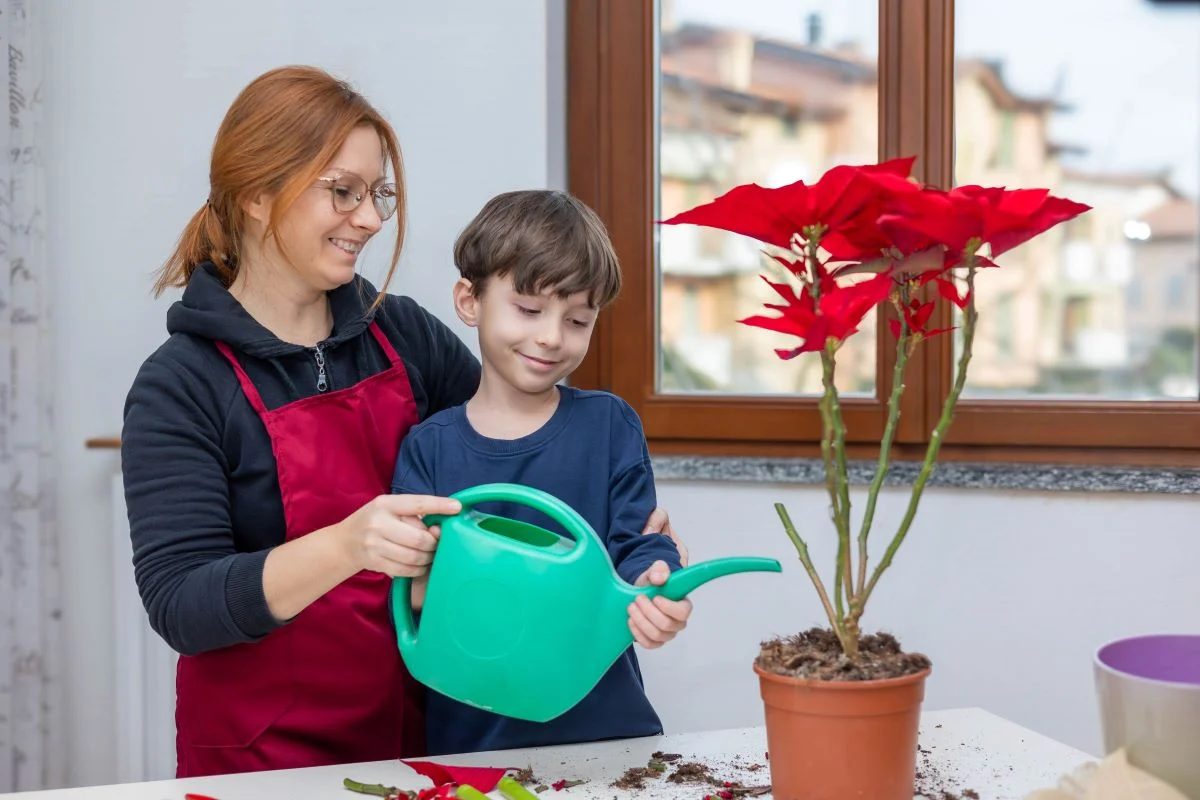 Poinsettia Watering Photo Credit: Shutterstock.