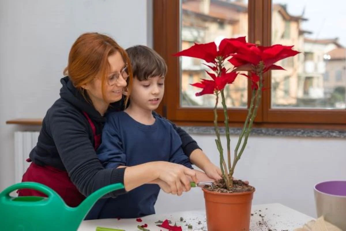 Woman And Son Poinsettia Care 1