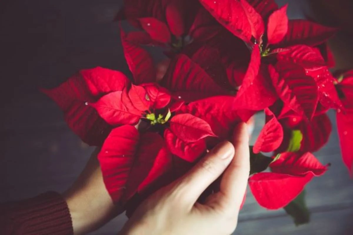 How to Take Care of Poinsettia Plants​