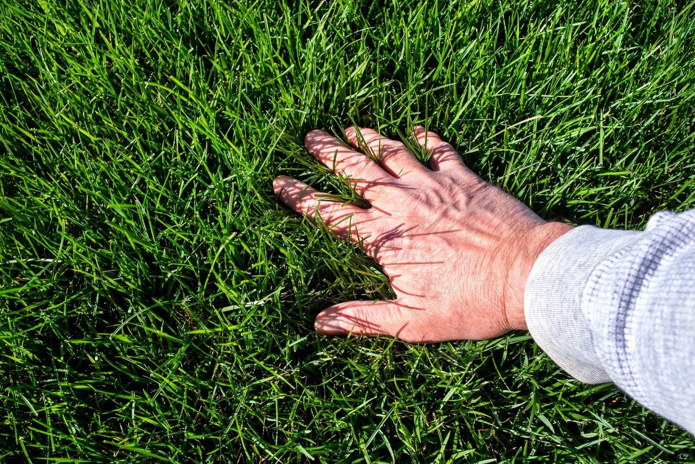 Man Holding Lawn
