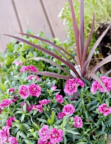 Creating striking Planters For Garden