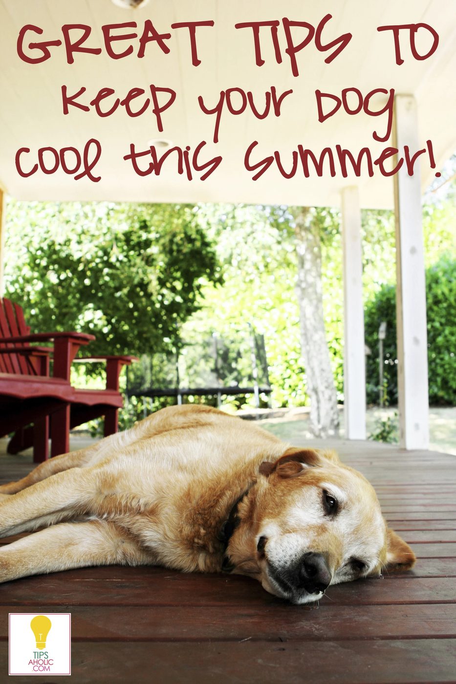 Keep your dog cool in the summer