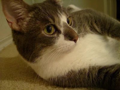 Kitty say what?