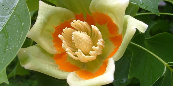 Late Bloomers