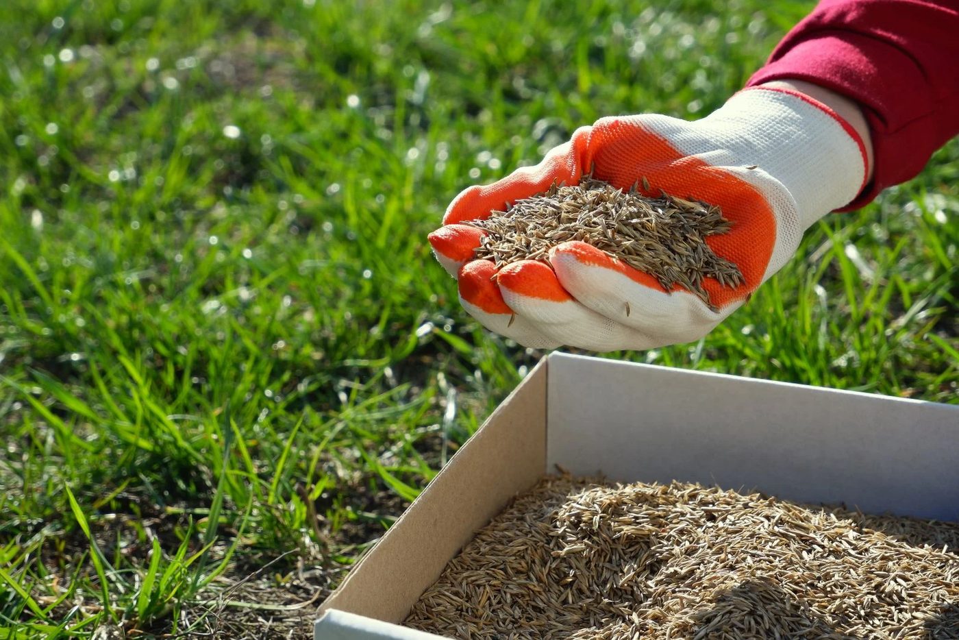Lawn Seeding