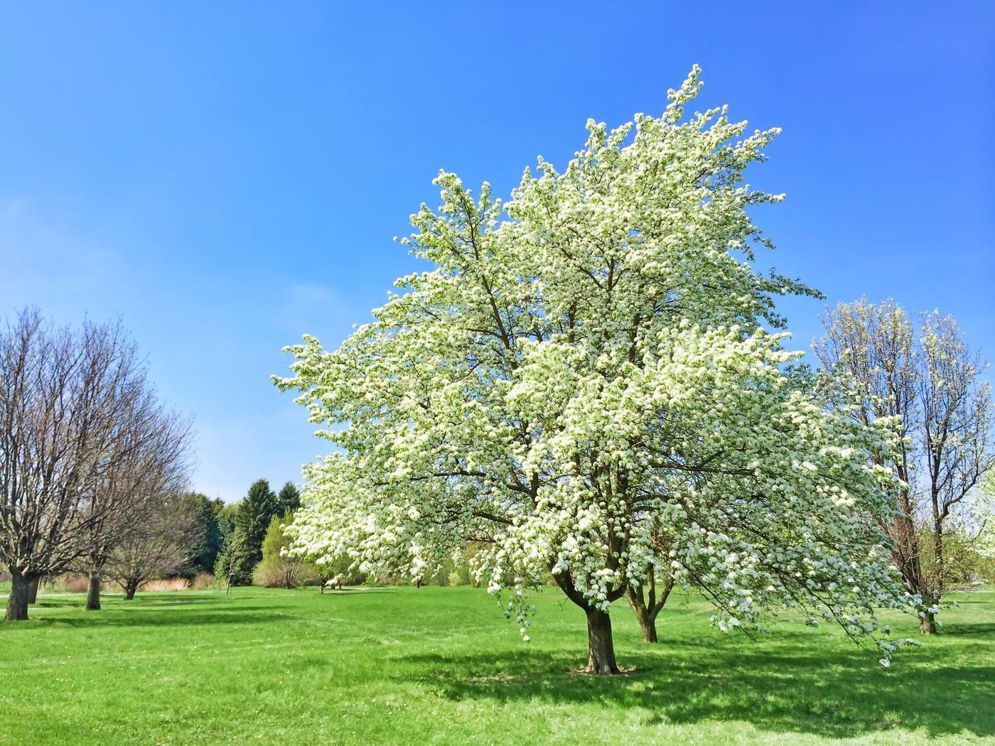 Flowering Tree