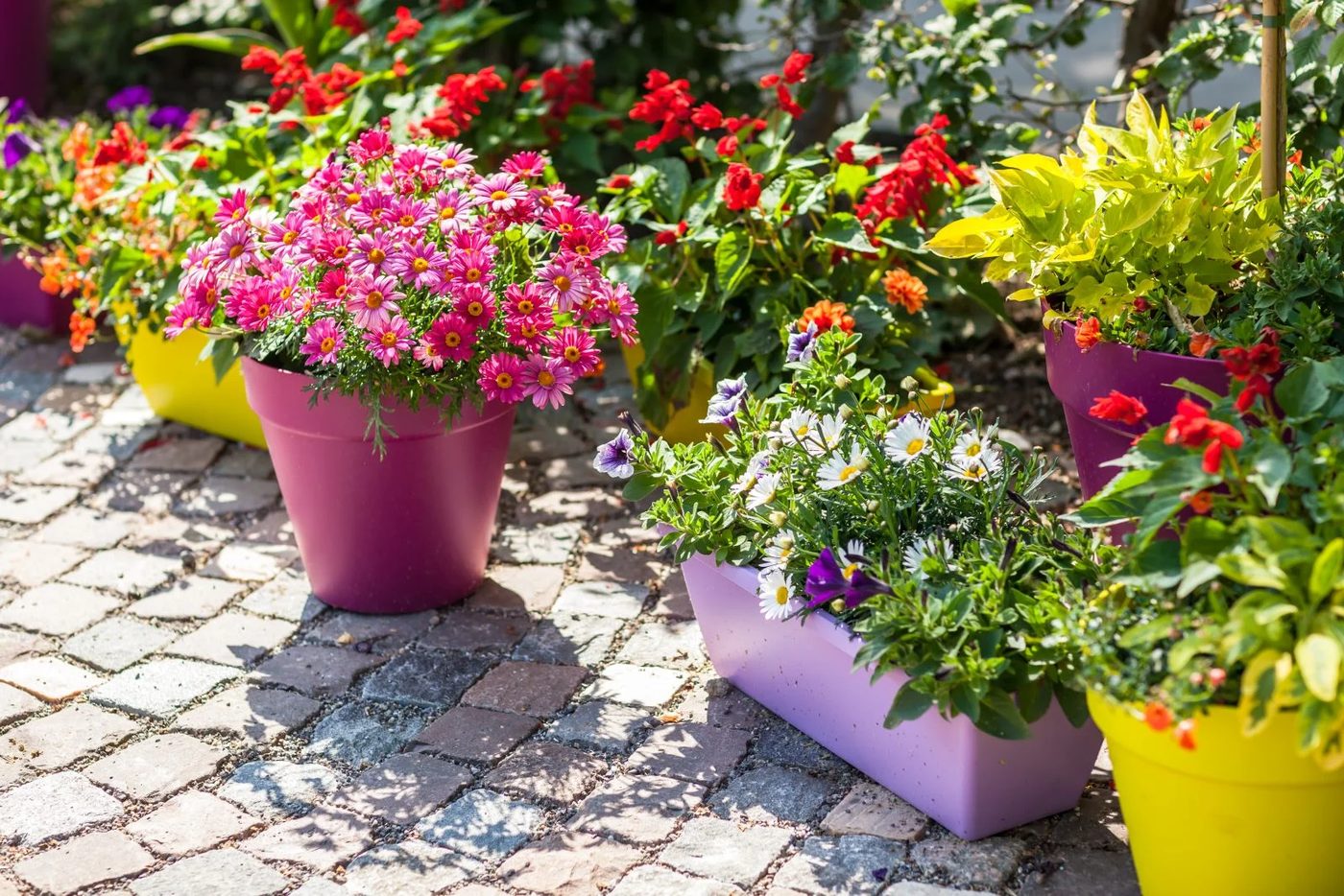 Potted Flower