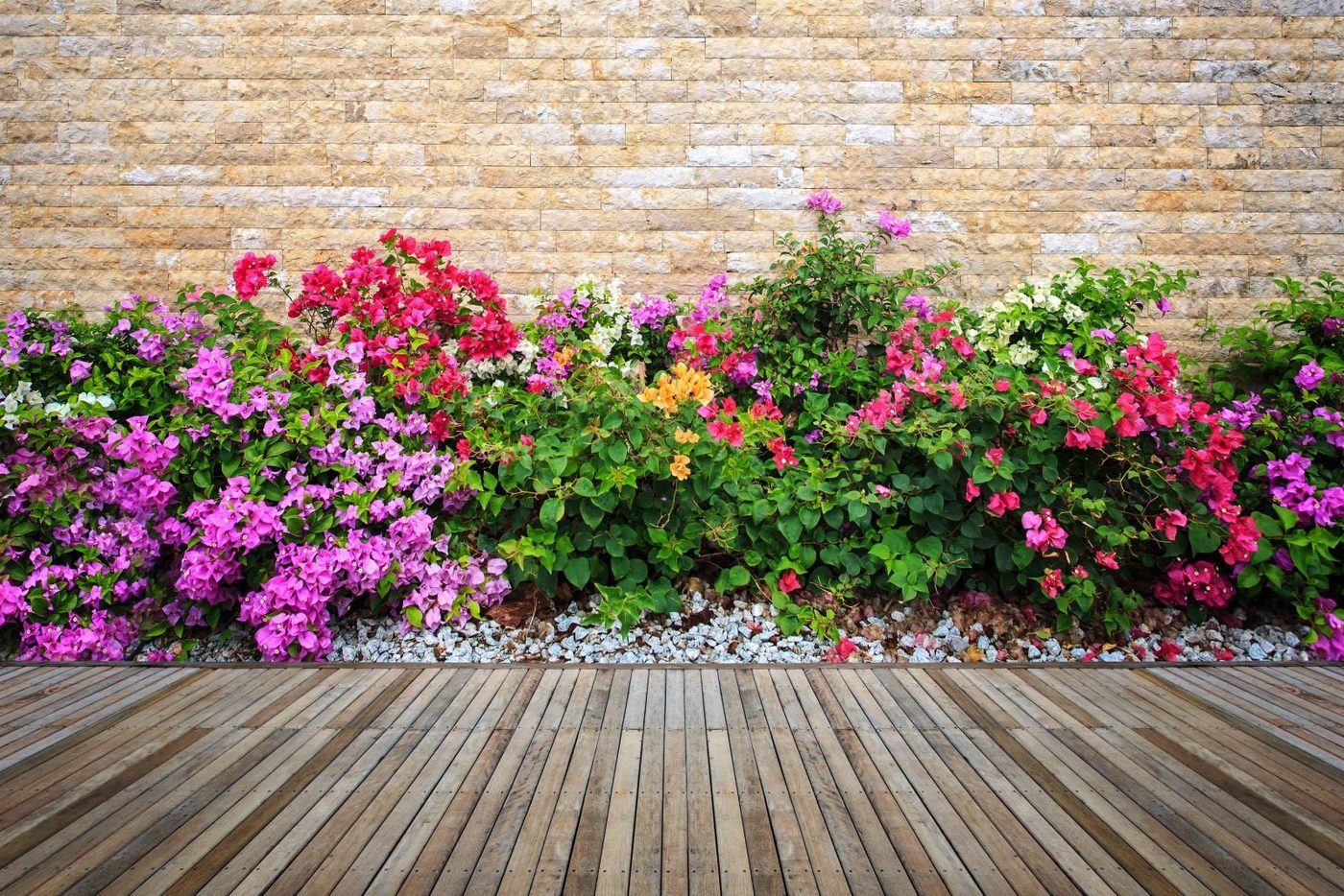 striking Plants And Flowers