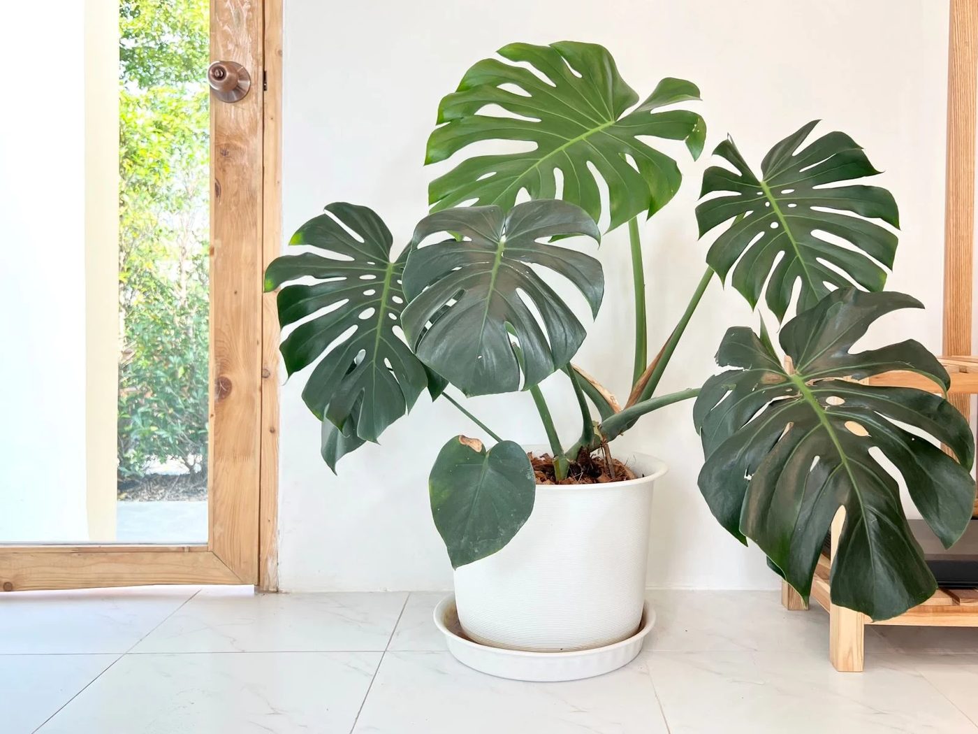 Monstera Plants In White Pot Inside The Cafeteria Shutterstock 2114002127