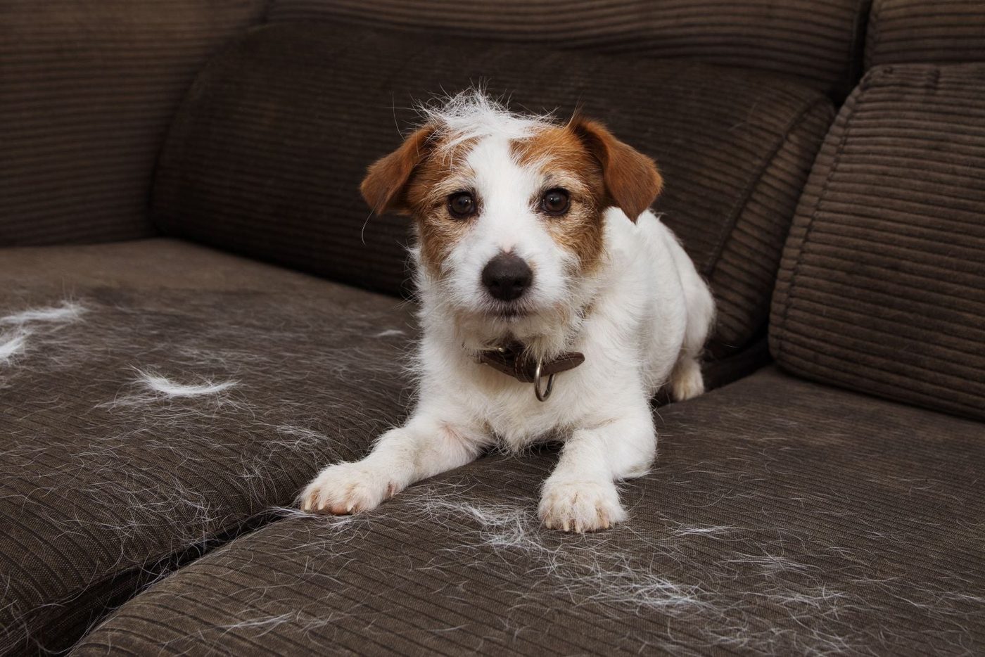 Cute Dog On A Sofa