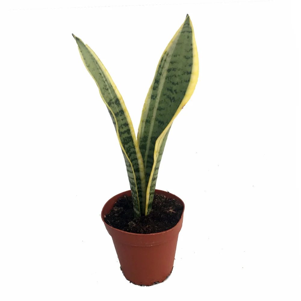 Mint And Copper Kitchen Snake Plant