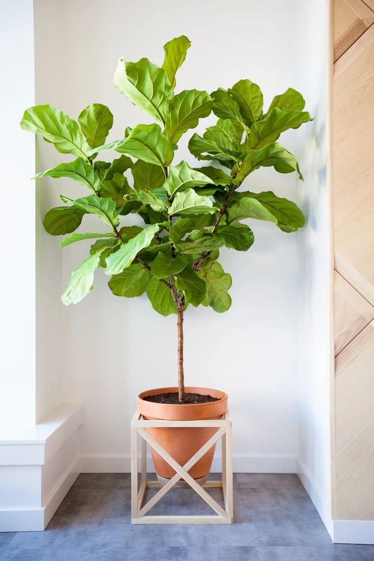 Get 4 different looks with 1 modern plant stand. Modern cube plant stand plans on Bekob.com
