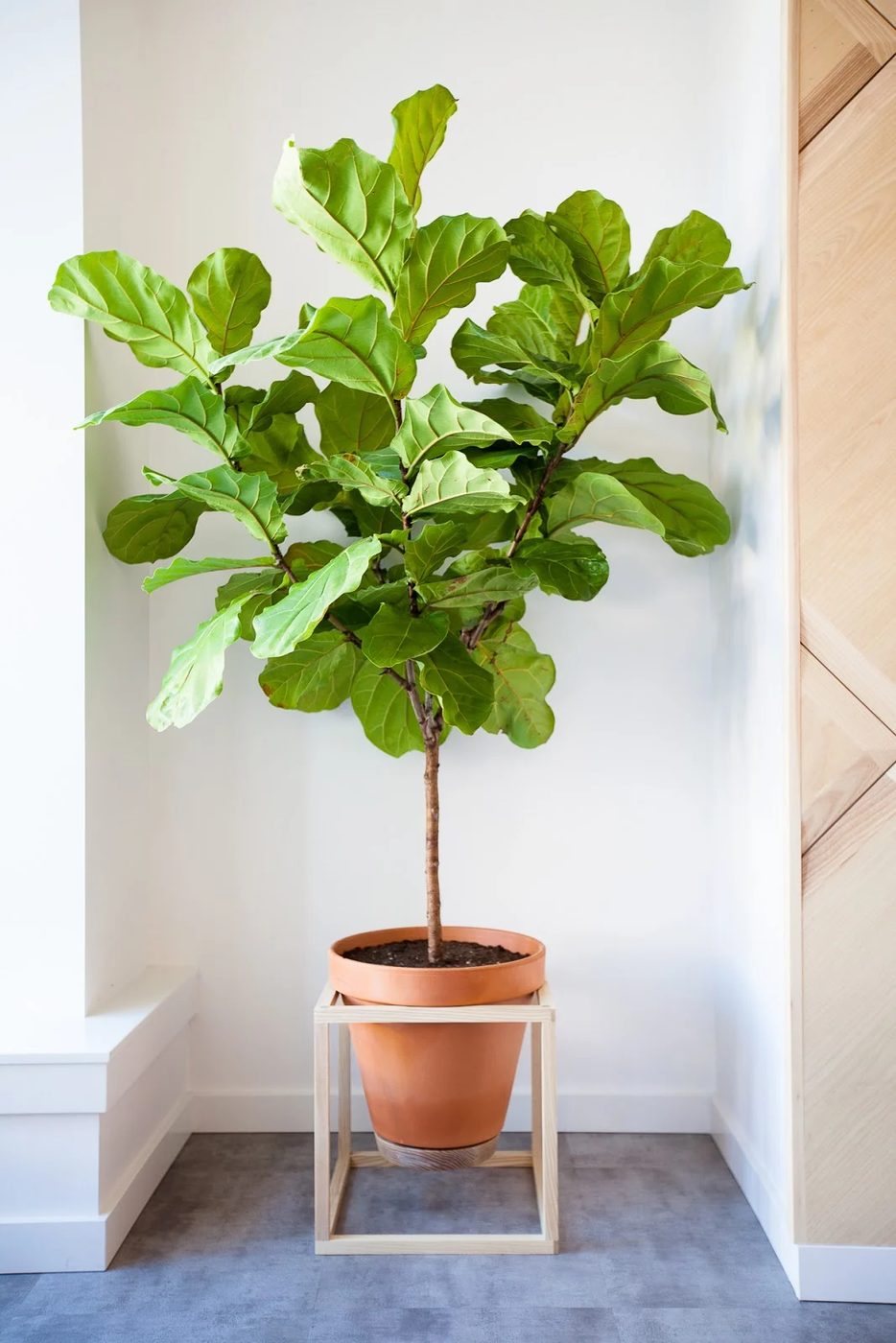 Modern Cube Planter Stand | FREE building plans at Bekob.com