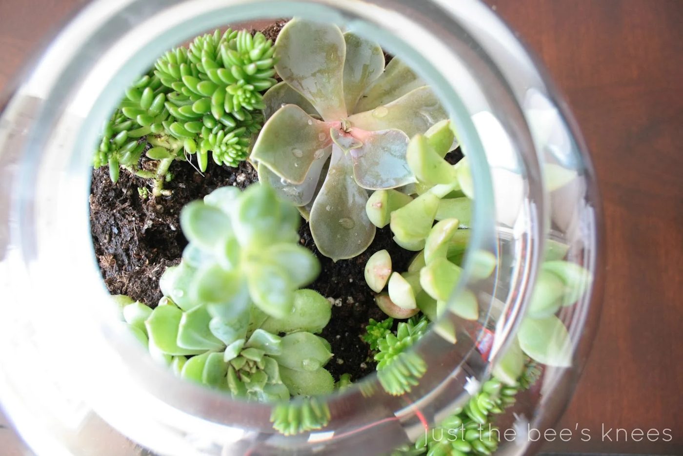 terrarium4