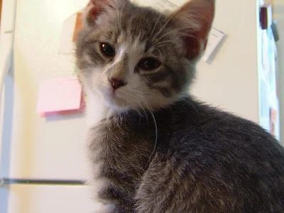 New Family Member
