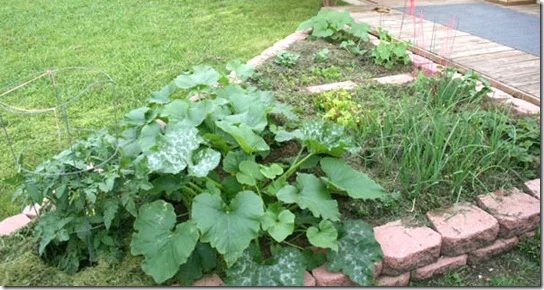 garden (3)