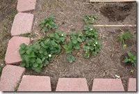 planting garden (7)