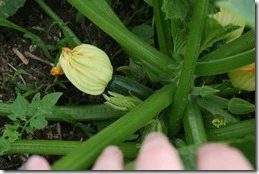 garden (15)