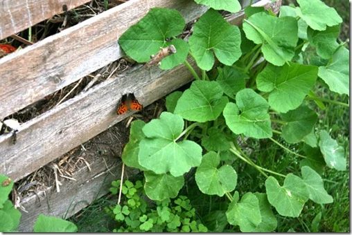 garden (8)