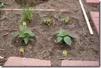 planting garden (6)
