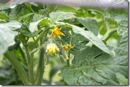 garden (13)