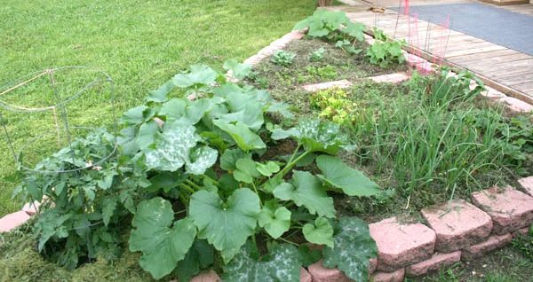 Our 2nd Texas Vegetable Garden