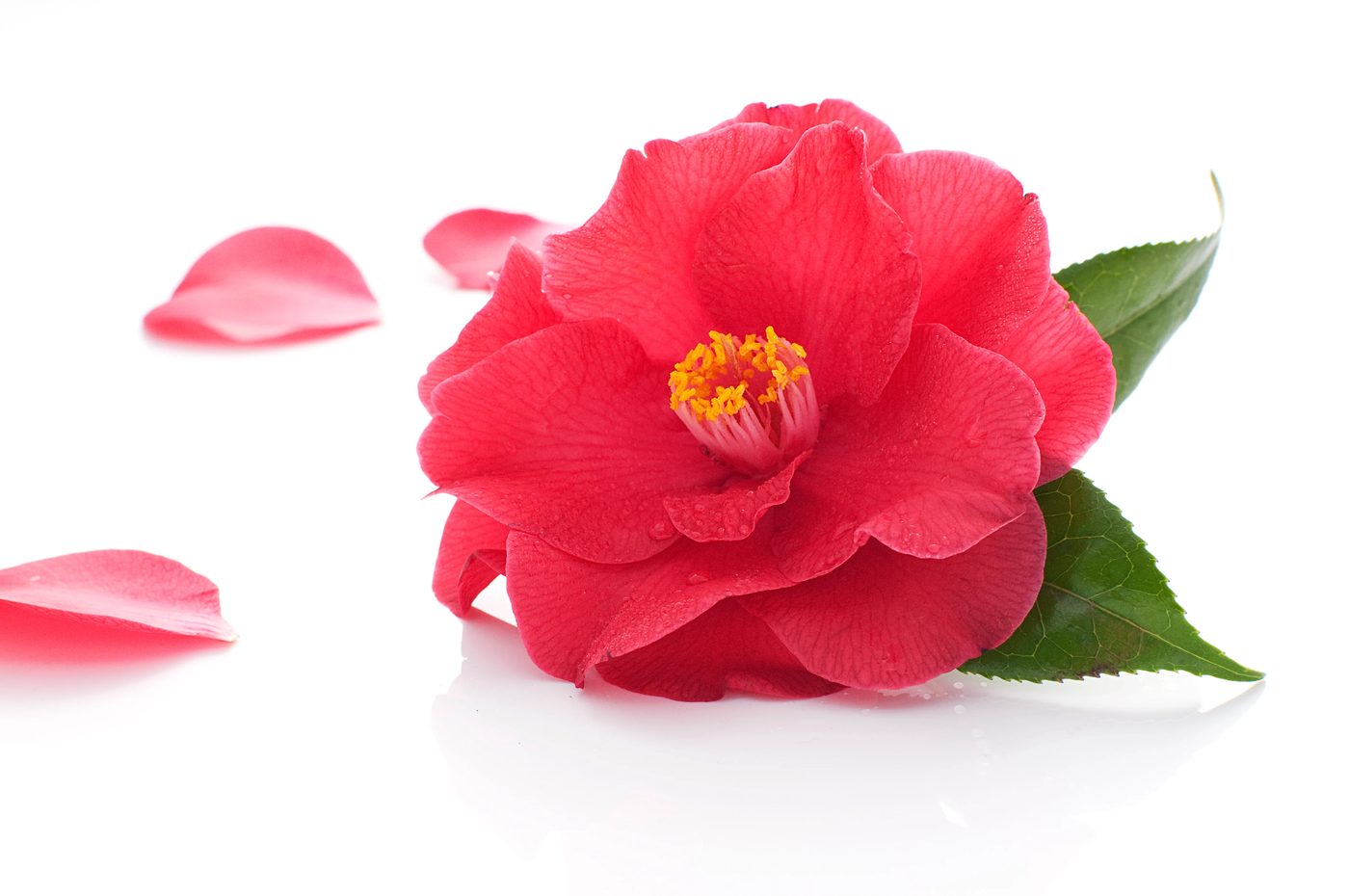 Camellia Istock photo