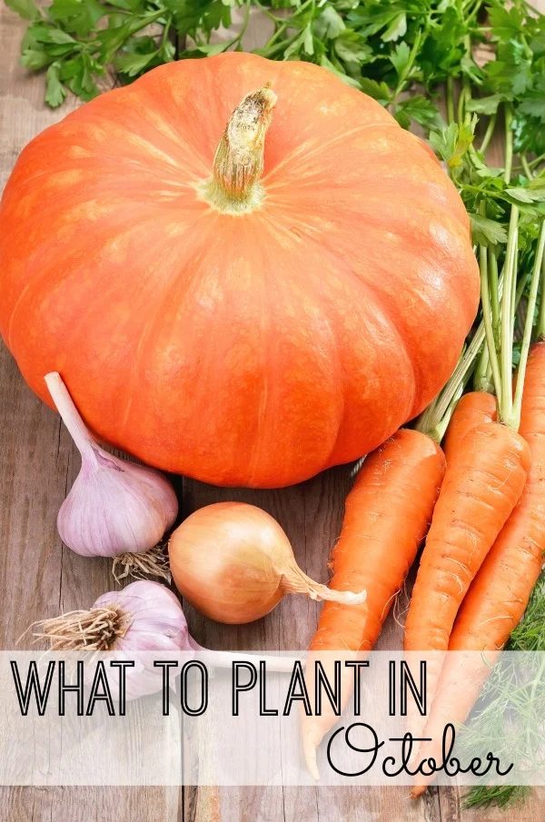Get creative in the garden this fall. look at what you can plant in your garden in October via @tipsaholic #gardening #october #plants