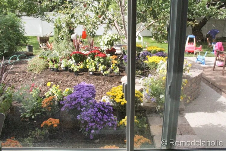 planting fall flowers-12