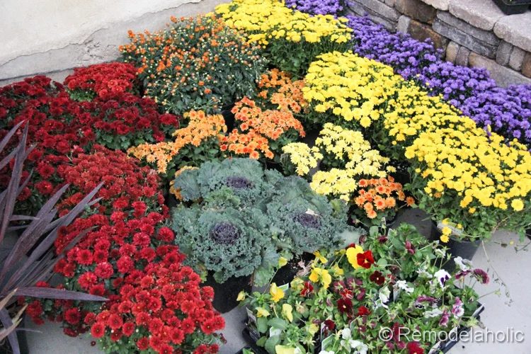 planting fall flowers-5