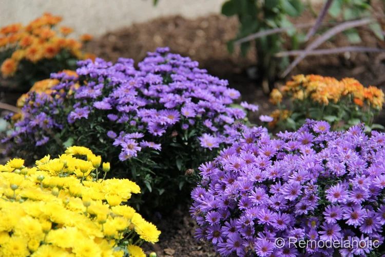 planting fall flowers-7